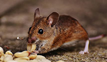 24 Hour & Emergency Exterminators in Meadows, IL